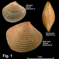 8099-1.jpg (715126 bytes)