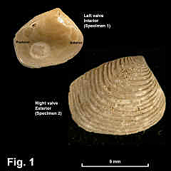 8102-1.jpg (621782 bytes)