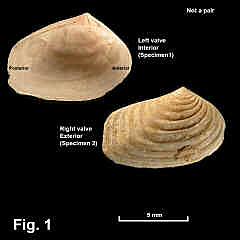 8104-1.jpg (557386 bytes)