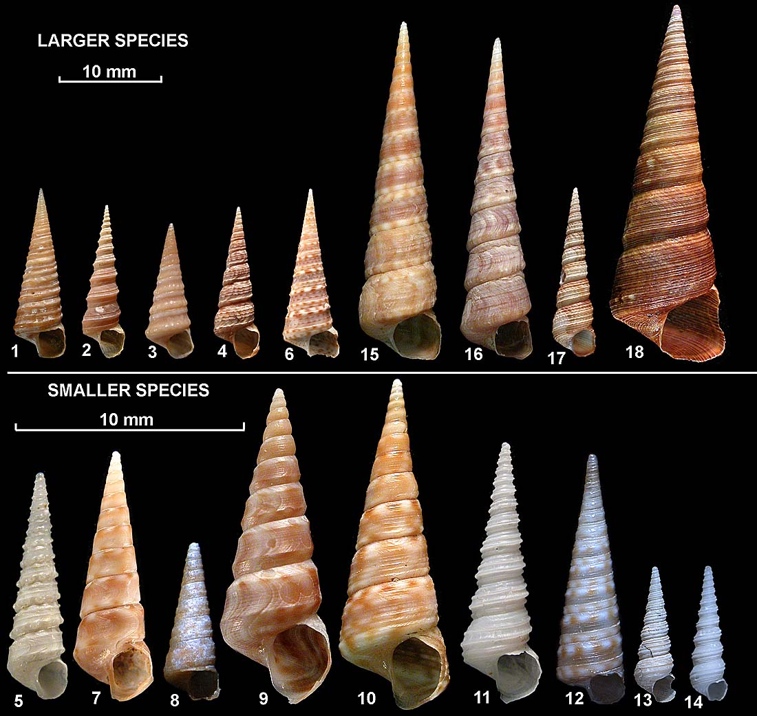 Family Turritellidae