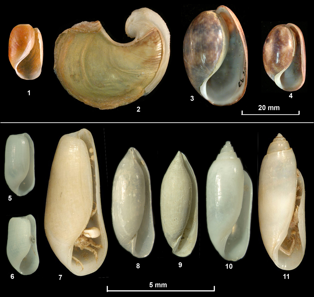 Akeridae plate