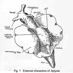 7368.jpg (588080 bytes)