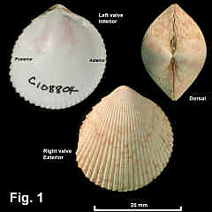 8176-1.jpg (553421 bytes)