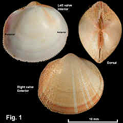 8179-1.jpg (737701 bytes)