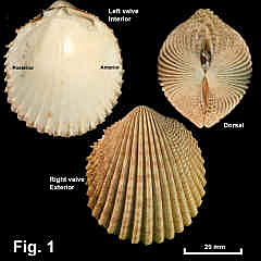 8182-1.jpg (711980 bytes)