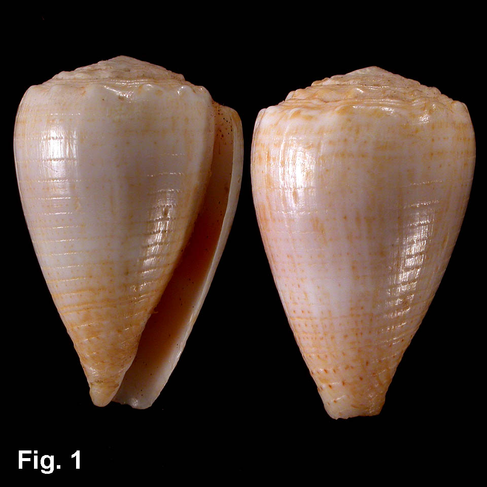 conus-miliaris