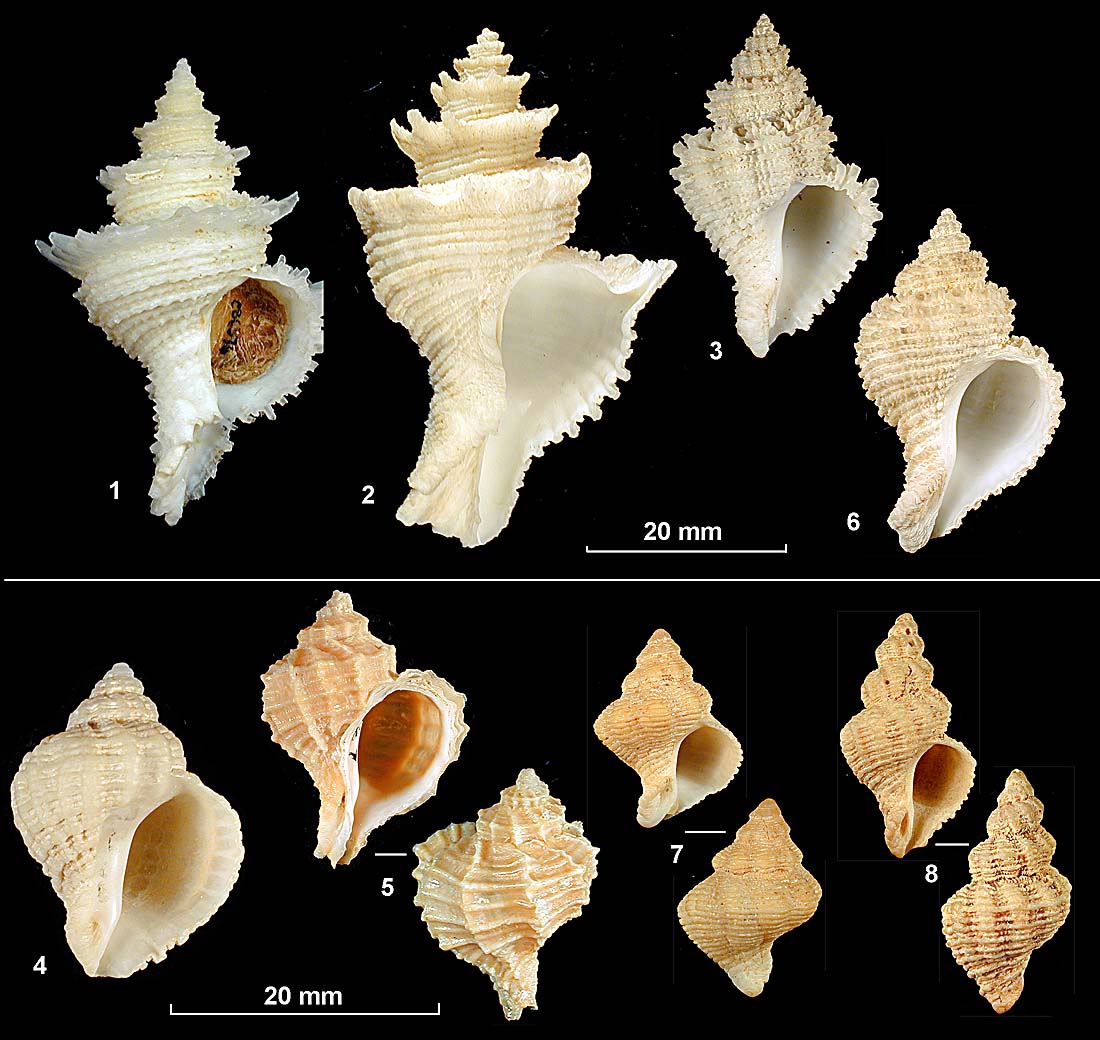 Subfamily Coralliophilinae