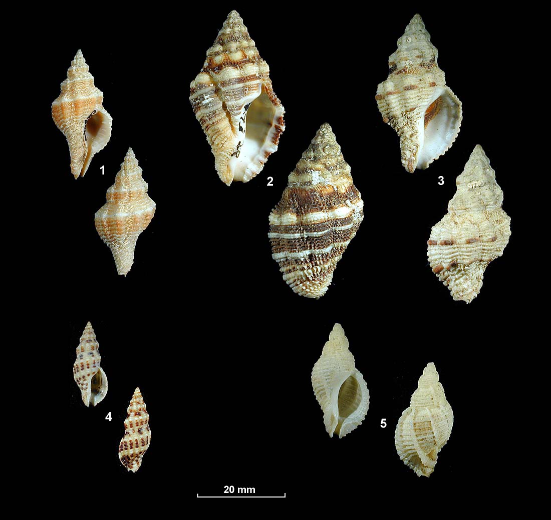 Family Muricidae Subfamily Ergalataxinae