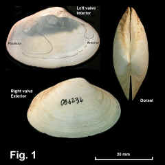 8211-1.jpg (717407 bytes)