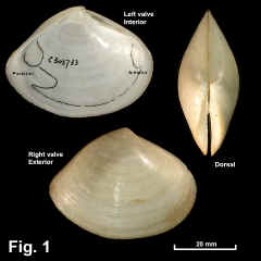 8214-1.jpg (668732 bytes)