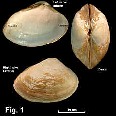 8217-1.jpg (702624 bytes)