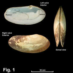 8223-1.jpg (457301 bytes)