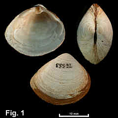 8293-1.jpg (583736 bytes)