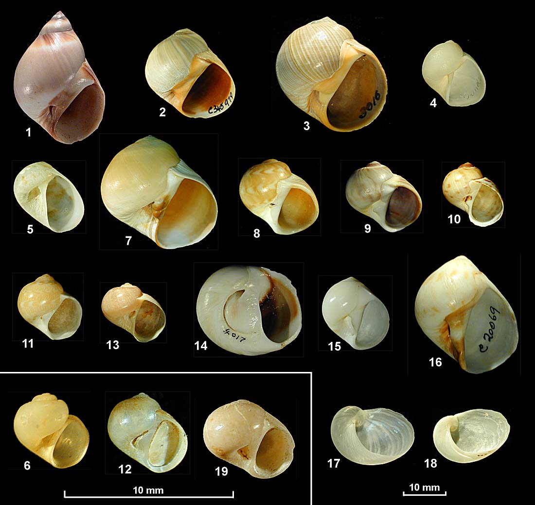 Naticidae_Plate