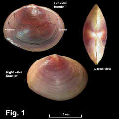 8271-1.jpg (675550 bytes)