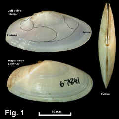 8299-1.jpg (591324 bytes)