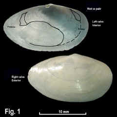 8286-1.jpg (325334 bytes)