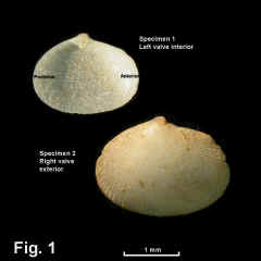 8314-1.jpg (384577 bytes)