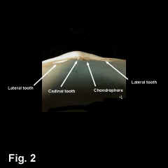 8320-1.jpg (227115 bytes)