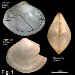 8341-1.jpg (611395 bytes)