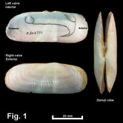 8336-1.jpg (514313 bytes)