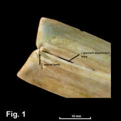 8243-1.jpg (469484 bytes)