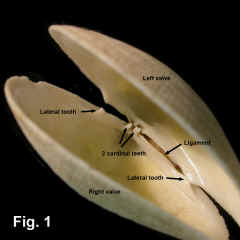 8253-2.jpg (544903 bytes)