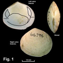 8254-1.jpg (648242 bytes)