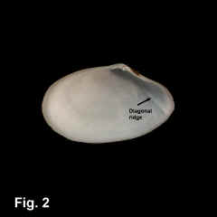 8269-1.jpg (231972 bytes)