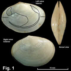 8273-1.jpg (577323 bytes)