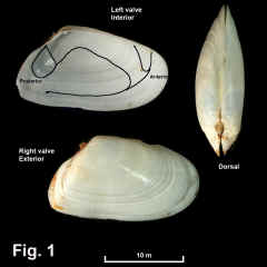 8279-1.jpg (455974 bytes)