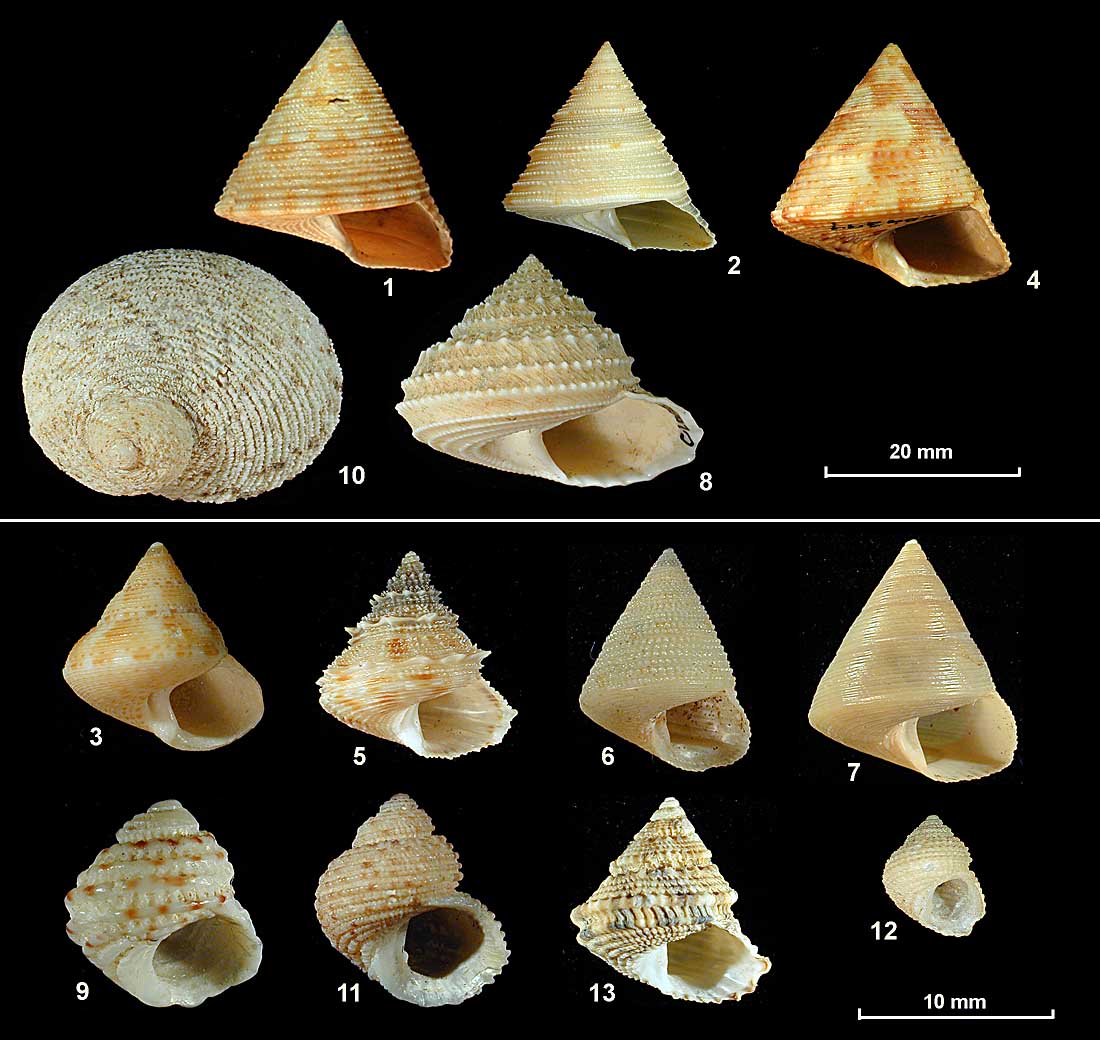 Subfamilies Calliostomatinae and Eucyclinae