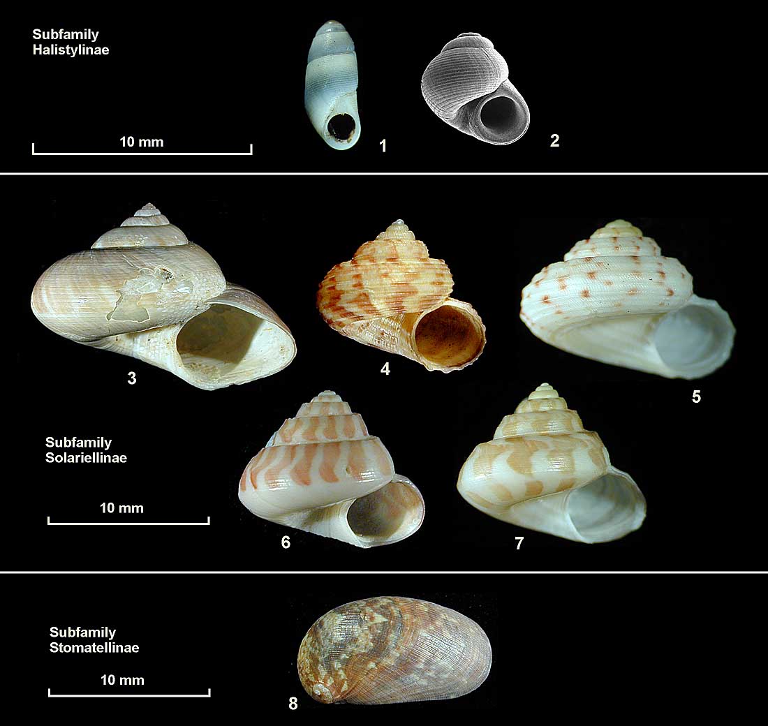 Halistylinae, Solariellinae, Stomatellinae