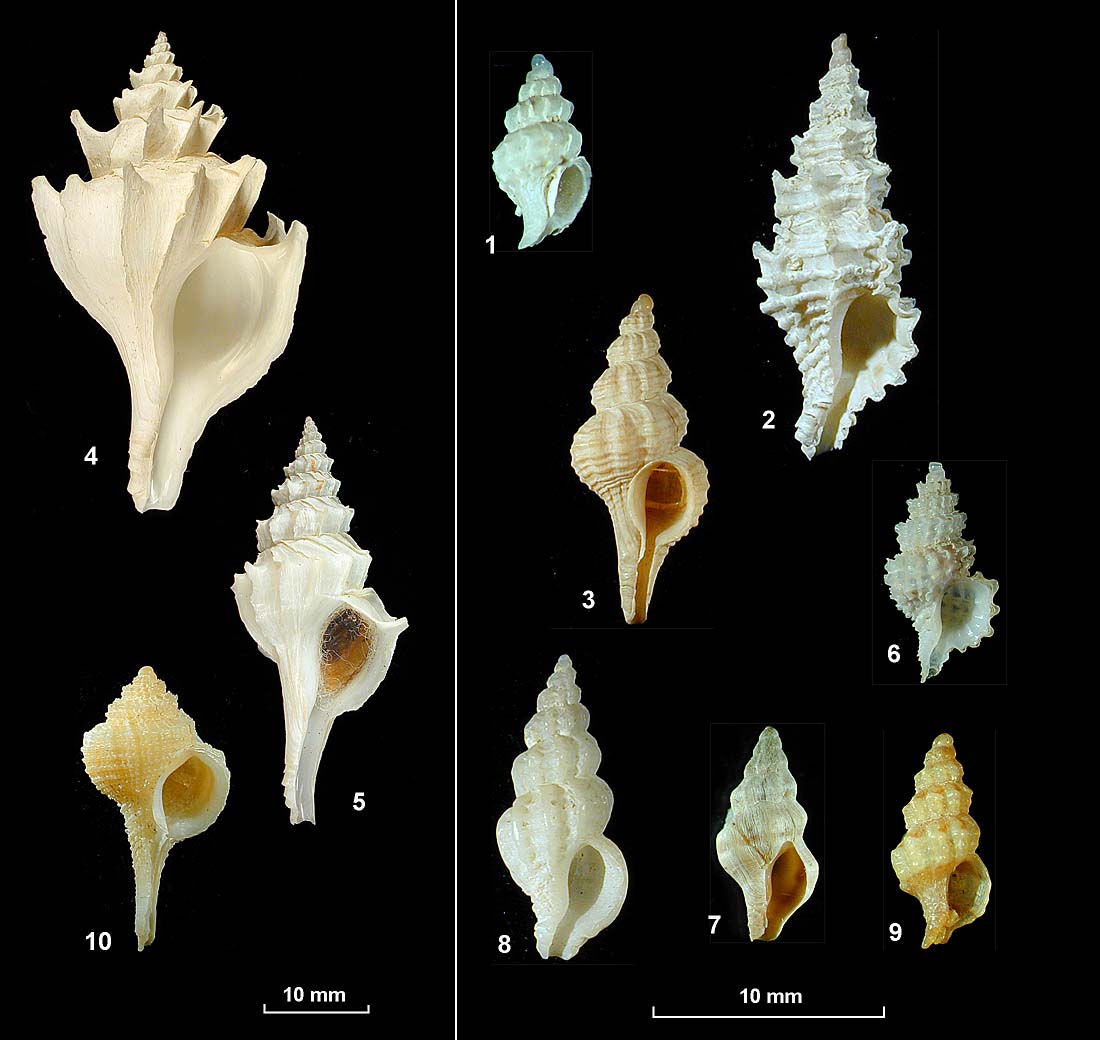 Subfamily Trophoninae