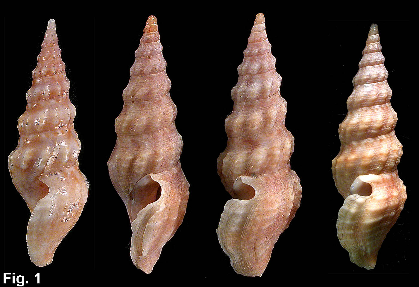 Turrid seashells 