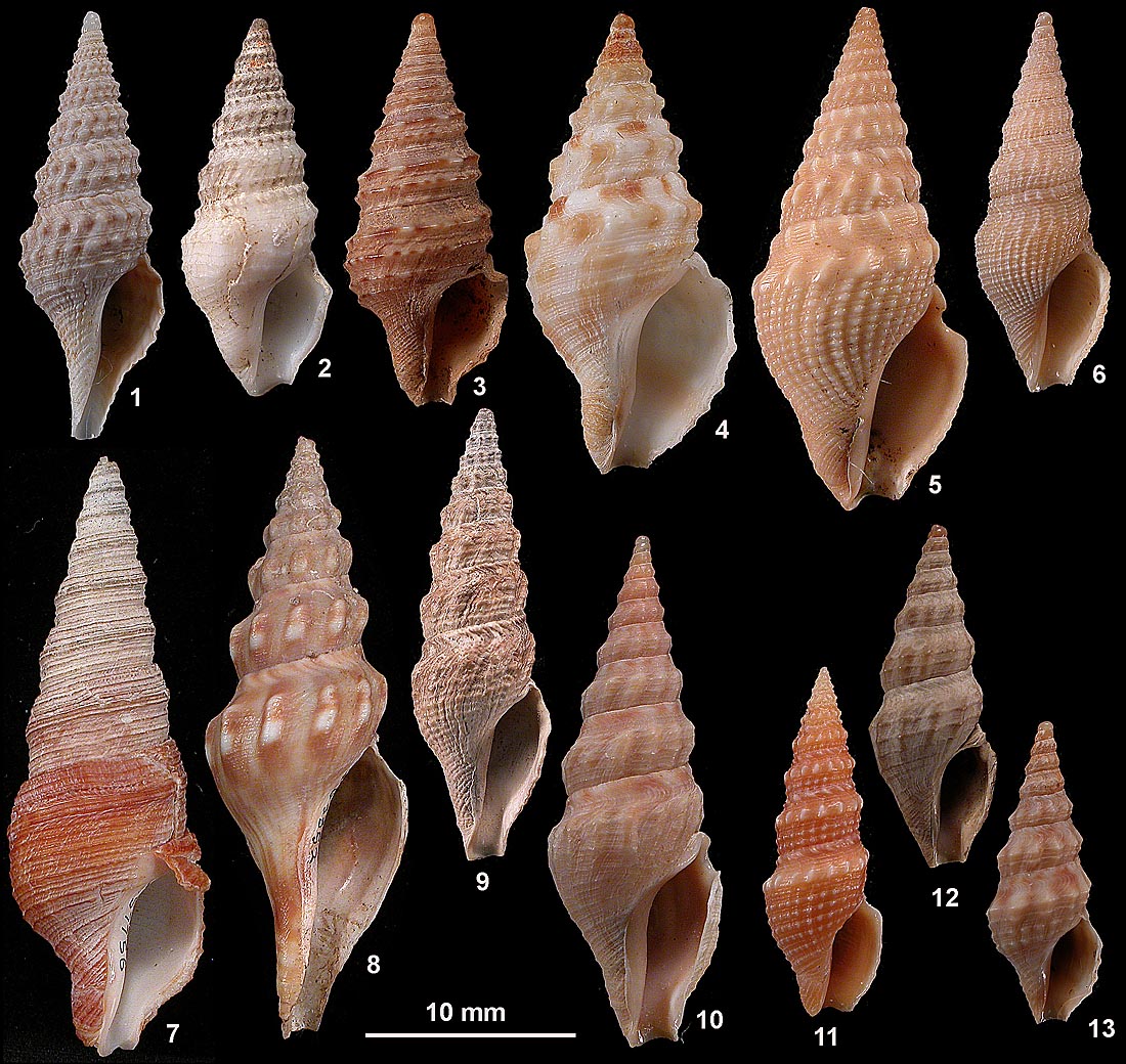 Turridae plate 1