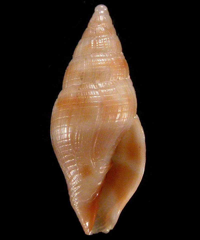 royana radi